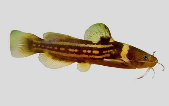 三线拟鲿是什么鱼？