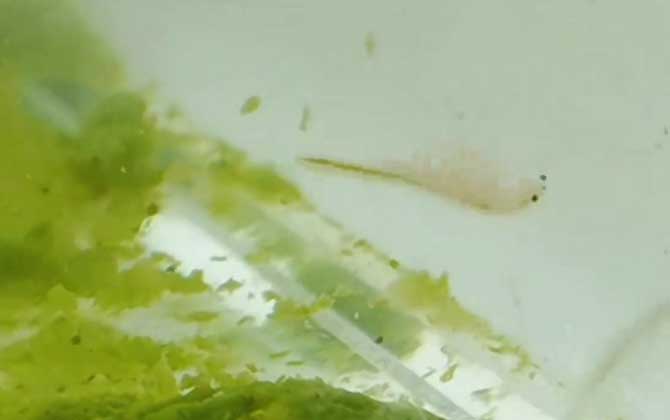 丰年虾喂鱼好不好？