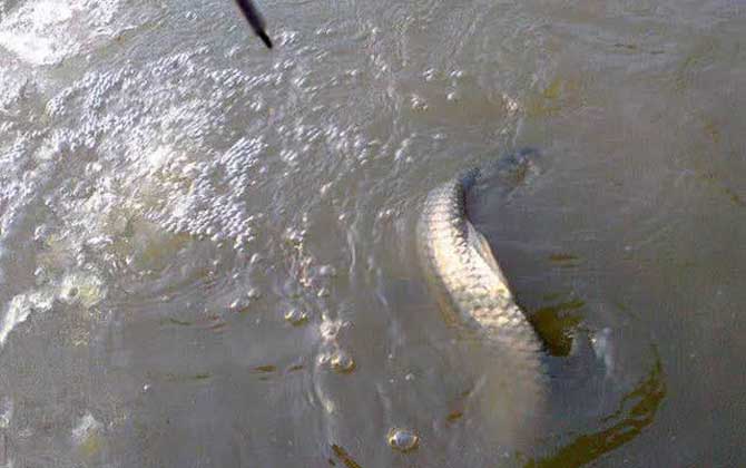 遛鱼是什么意思？