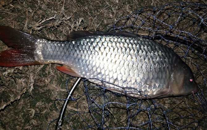 春季钓鱼背风好还是逆风好？