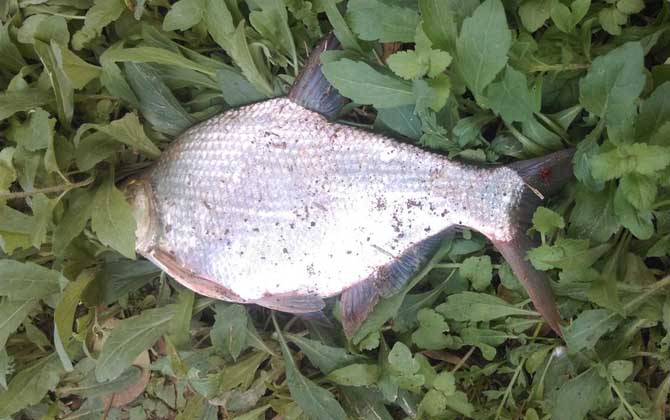 野钓鳊鱼用什么饵效果好