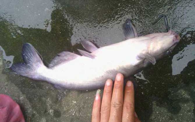 鮰鱼喜欢吃什么饵料