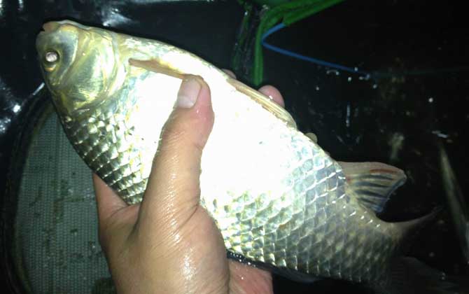 钓鲫鱼怎么打窝最好