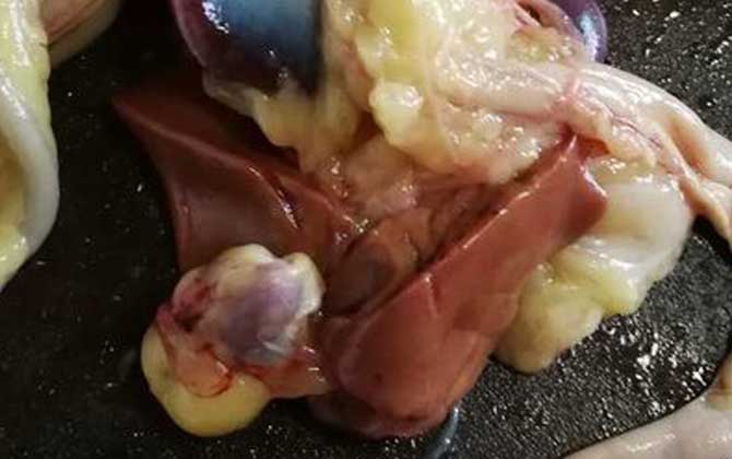 鸡肝钓鱼生的好还是熟好