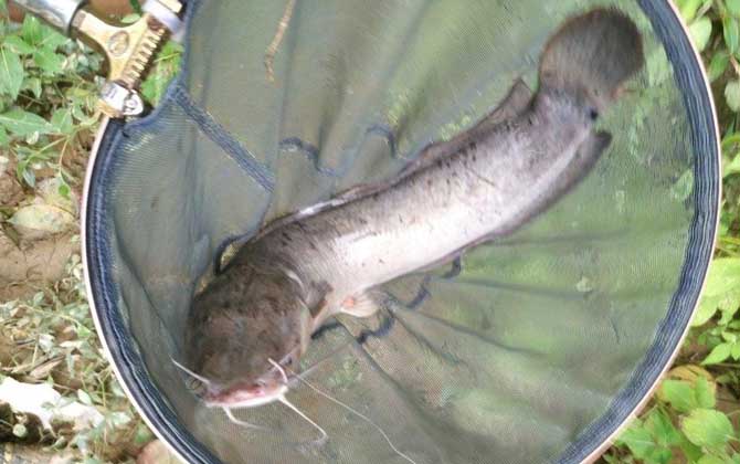 野生鲶鱼用什么鱼饵最好钓