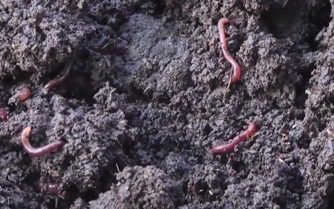 蚯蚓粪有什么作用和用途