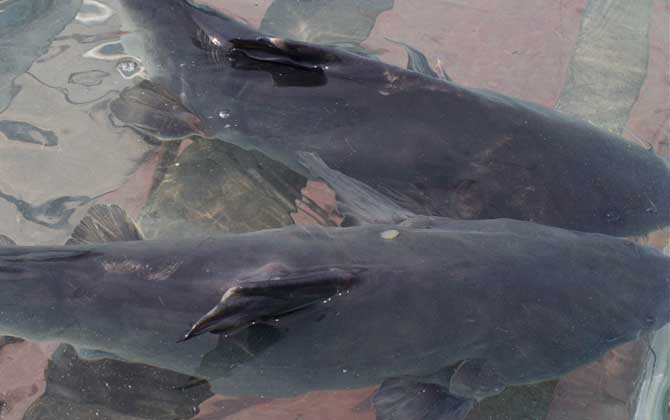 江团吃什么饵料