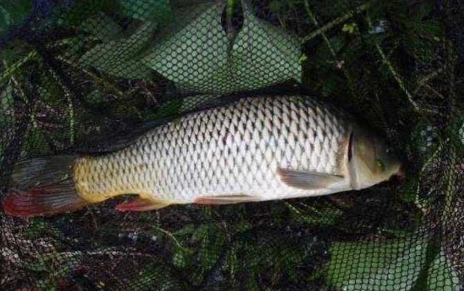 鲤鱼爱吃发酵的饵料吗