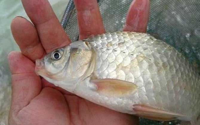 老三样主攻哪些鱼