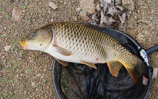 秋天用什么饵料钓鲤鱼最好