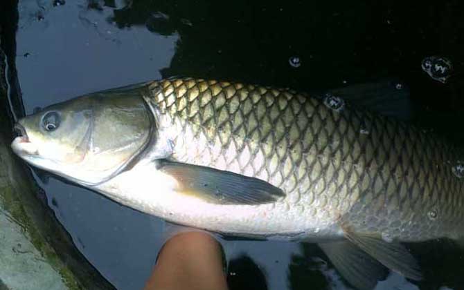 钓草鱼最好的饵料配方是什么