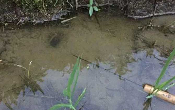 钓黄鳝的钩子怎么做