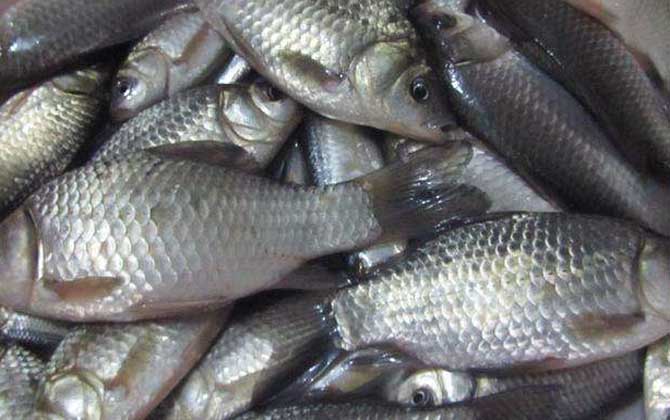 6号袖钩适合钓什么鱼