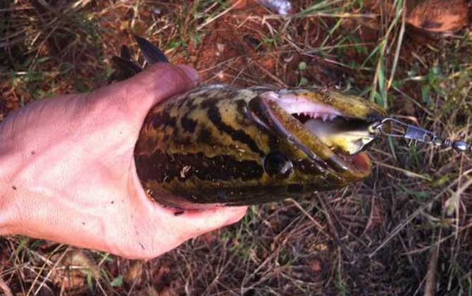 路亚黑鱼用几号pe线