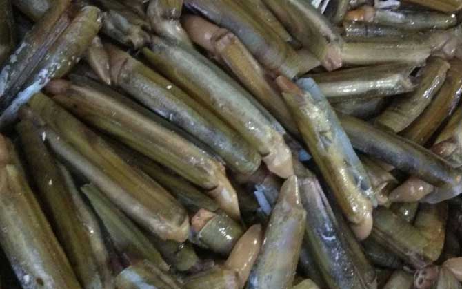 竹蛏是什么动物