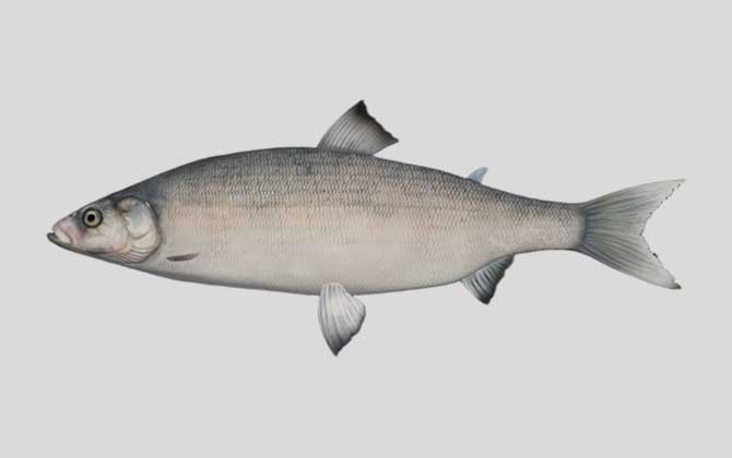 楚德白鲑是什么鱼