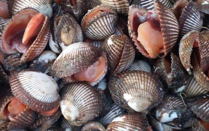 血蛤是什么动物