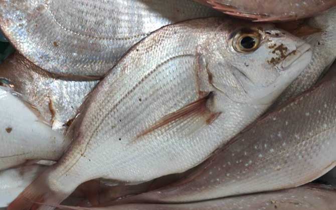 鲷鱼读diao还是chou