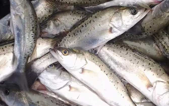 海鲈鱼是什么鱼