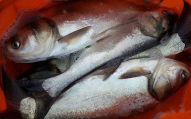 鲢鱼和鳙鱼是同一种鱼吗