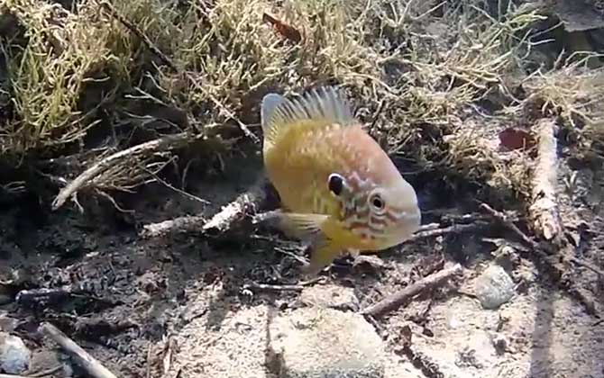 太阳鱼是冷水鱼吗