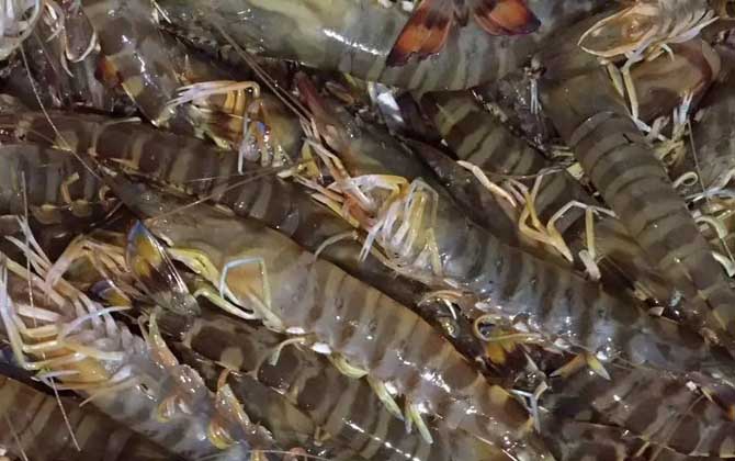 九节虾是什么虾