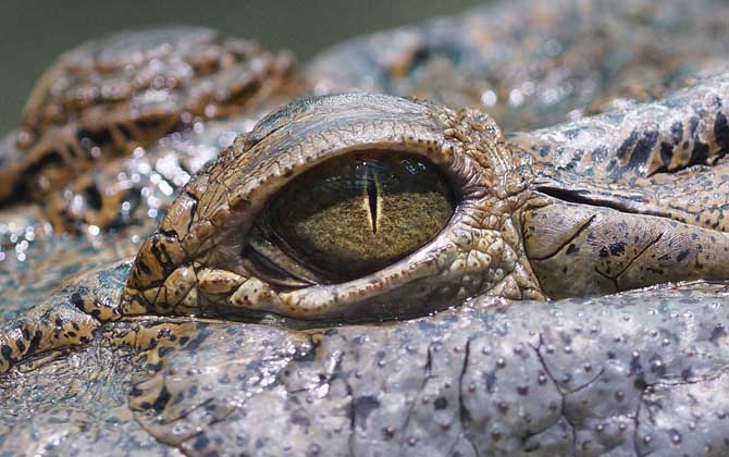 食人鳄是什么动物