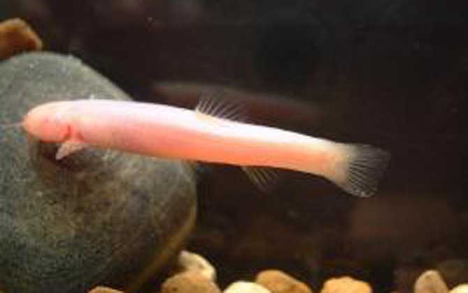 紫色金线鲃是什么鱼