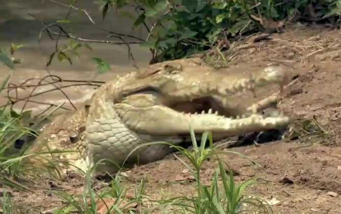 鳄鱼最怕的动物是什么