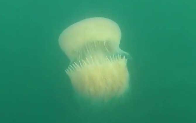 赤月水母是什么动物