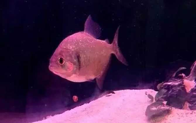 食人鲳适合多少度水温