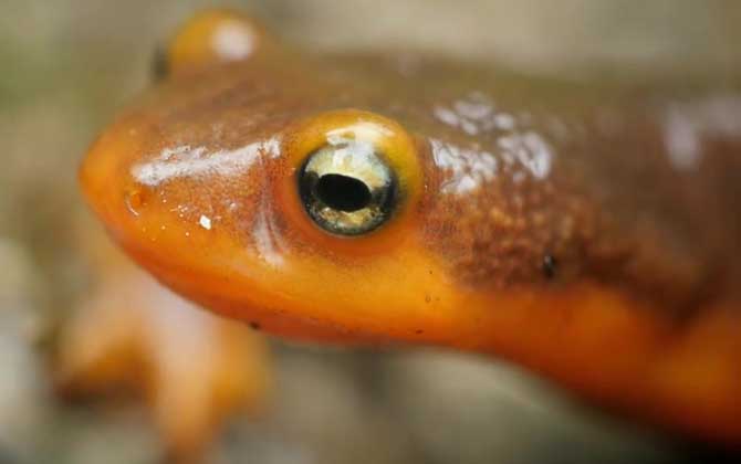 蝾螈毒素和河豚毒素一样吗