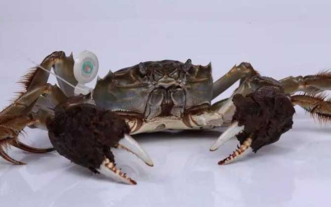 螃蟹价格多少钱一只