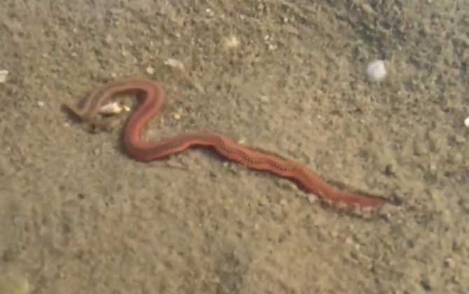 沙蚕在淡水里能活吗