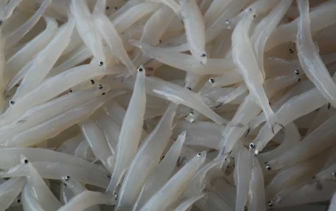 白肌银鱼是什么鱼